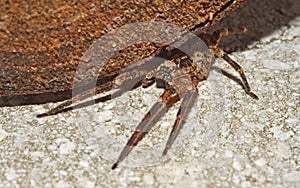 Wolf spider under a log