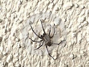 Wolf spider on the wall