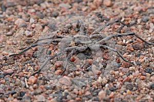 Wolf Spider in Waterton Canyon, Colorado