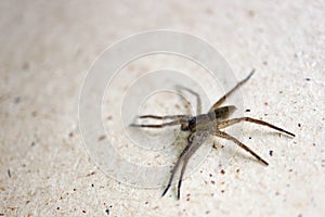 Wolf spider on the wall close up