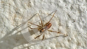 Wolf spider on a wall