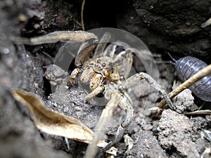 Wolf spider