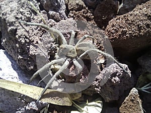Wolf Spider