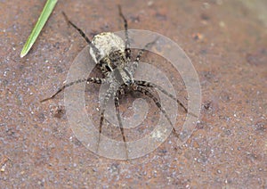 Wolf spiders (lat. Lycosidae)