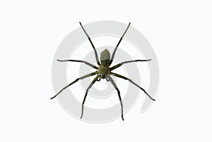 Wolf spiders LYCOSA SP.