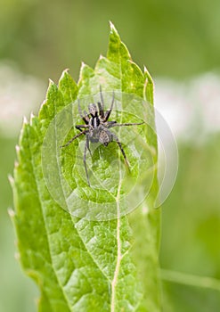 Wolf Spiders mating on green leaf