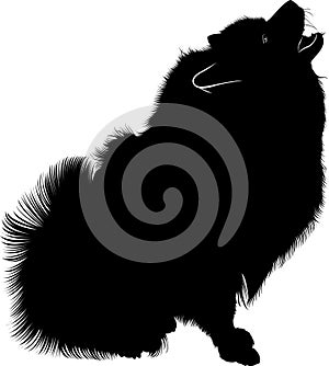 Wolf Spitz . A portrait of a purebred male Keeshond German Wolfspitz. Black silhouette of spitz. Spitz dog
