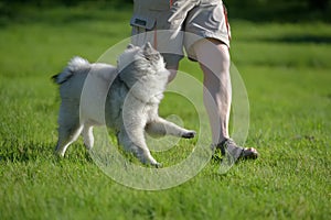 Wolf spitz runs with the owner on the lawn