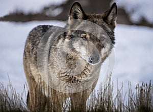 Wolf standing in grass on the snow in the forest