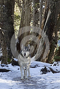 Wolf Standing Among Trees In Winter Forest
