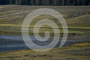 Wolf Stands on Island in Bend of Yellowstone River