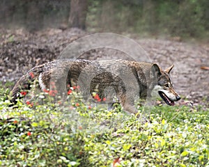 Wolf stock photos. Image. Picture. Portrait. Red Wolf. Foraging.  Bokeh background and wildflowers foreground. Endangered species