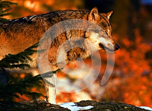 Wolf sunrise photo
