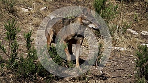 Wolf surprised and frighten in slow-motion