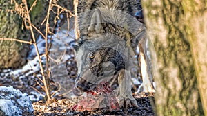 Wolf tearing meat off a spine