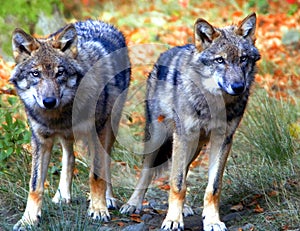 Wolf Teenager Brotherâ€™s