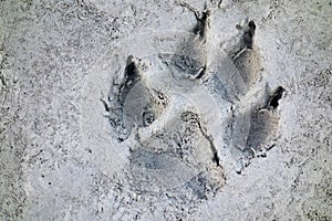 Wolf Track Prints Canadian Rocky Mountain Wilderness