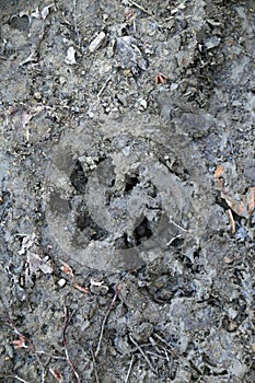 Wolf tracks in the mud, Emilia Romagna Apennines, Italy