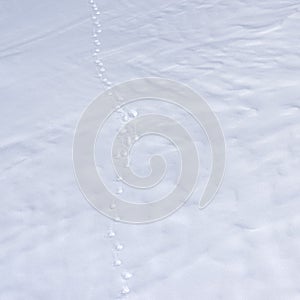 Wolf tracks in the snow