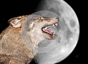 Wolf under the moon photo