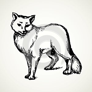 Wolf. Vector drawing