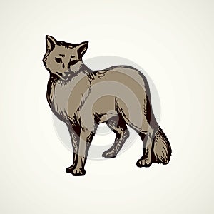 Wolf. Vector drawing