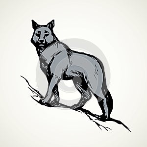 Wolf. Vector drawing