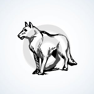 Wolf. Vector drawing