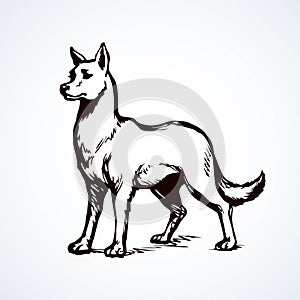 Wolf. Vector drawing