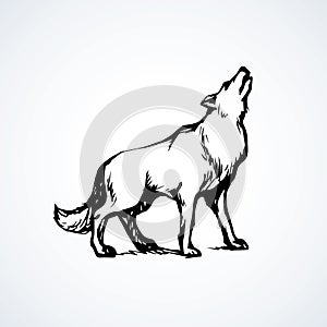 Wolf. Vector drawing