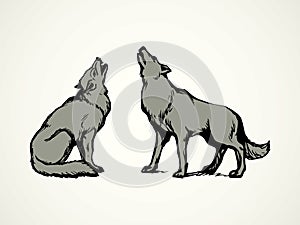 Wolf. Vector drawing photo