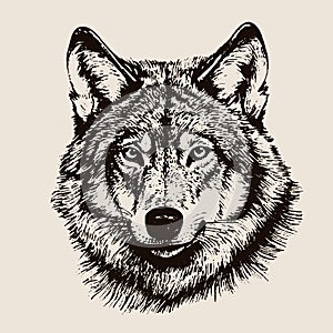 wolf vector drawing. Isolated hand drawn, engraved style illustration