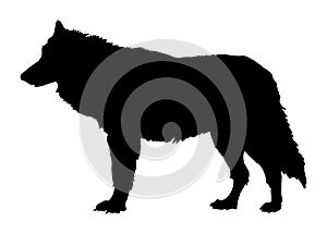 Wolf vector illustration black silhouette