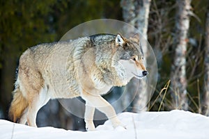 Wolf walking in the cold winter forest