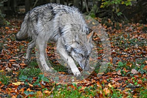 wolf walking in the forest