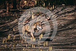Wolf walking in the forest