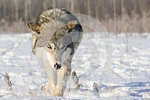 Wolf walking and hunting for prey