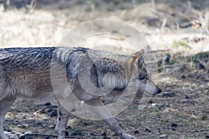 Wolf walking in the mountains