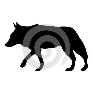Wolf Walking Side View Vector Silhouette Illustration