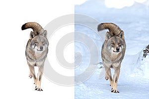 wolf Walking in the snow and isolated on a white background for easy work by designer