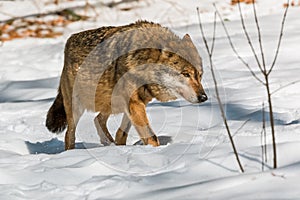 Wolf walking in the winter forest