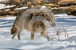 Wolf walking in the winter forest