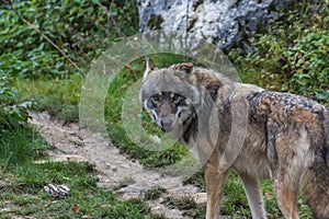 wolf walks on a path and looks in the camera