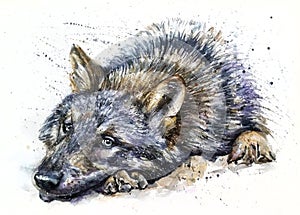 Wolf watercolor painting predator animals Wild and Free