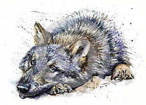 Wolf watercolor painting predator animals Wild and Free photo
