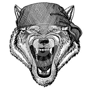 Wolf Wild animal wearing pirate bandana. Brave sailor. Hand drawn image for tattoo, emblem, badge, logo, patch