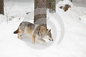 Wolf in winter