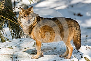 Wolf in the winter forest