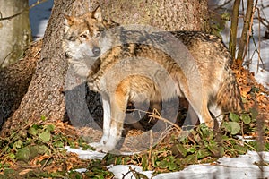 Wolf in the winter forest