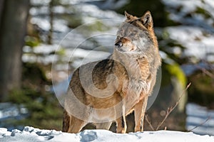 Wolf in the winter forest